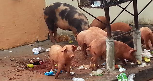 Tenente Santana alerta do risco de porcos na área urbana de Araraquara