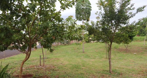 Morador do Jardim Acapulco planta pequeno bosque em terreno institucional