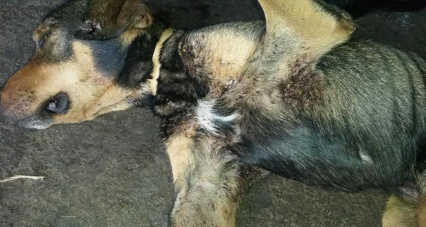 William Affonso cobra rigor na  punição a maus tratos de animais