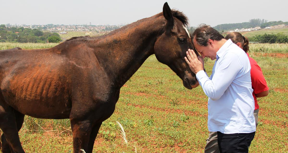 William Affonso resgata cavalo vítima de maus tratos