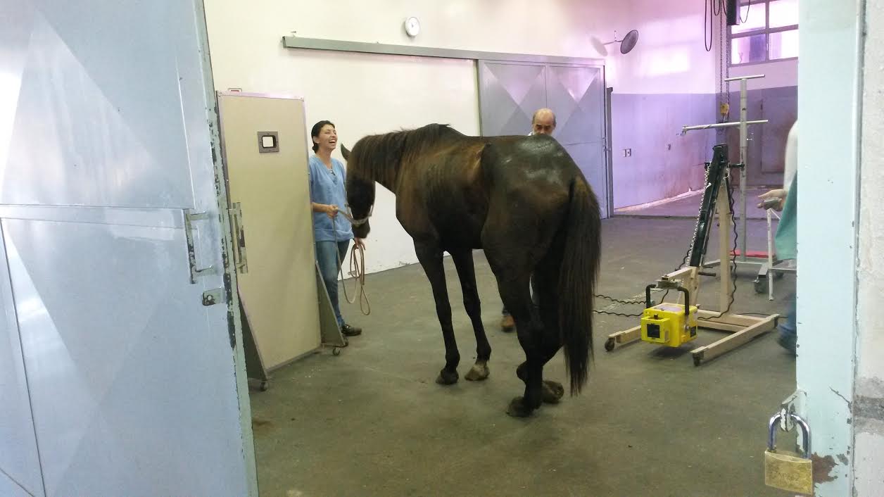 William Affonso encaminha cavalos resgatados para tratamento na Unesp de Jaboticabal