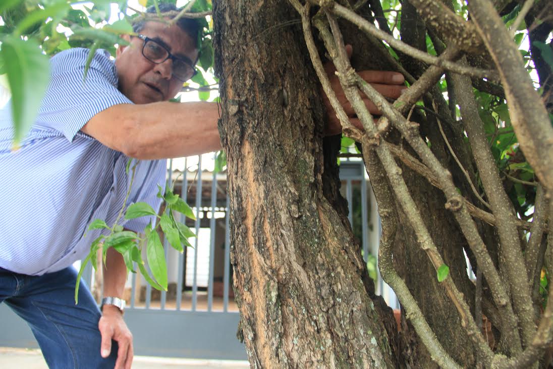 Roberval Fraiz flagra árvores com cupins e risco de queda em Araraquara