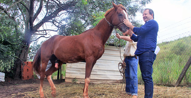 Após ação de William Affonso, cavalo Caramelo faz cirurgia e volta para adoção