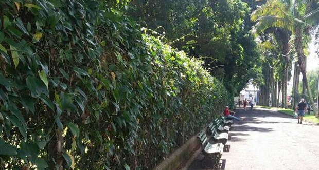 Demanda de Roger Mendes para poda de plantas no Parque Infantil é atendida